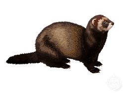 Feral Ferret