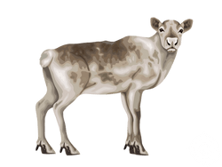 Union Caribou